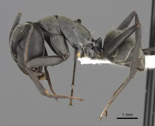 Camponotus cinctellus specimen CASENT0235236 image casent0235236_3