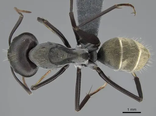 Camponotus cinctellus specimen CASENT0785941 image casent0785941_1