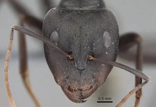 Camponotus cinctellus specimen CASENT0785941 image casent0785941_2