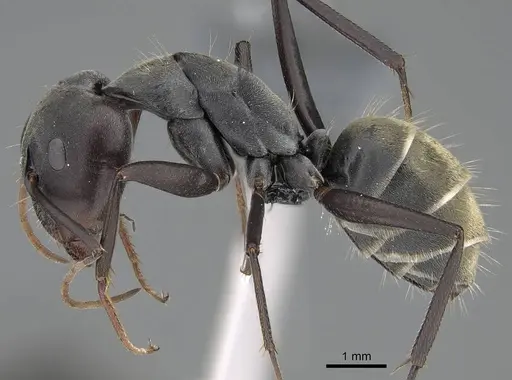 Camponotus cinctellus specimen CASENT0785941 image casent0785941_3
