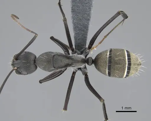 Camponotus cinctellus specimen CASENT0785943 image casent0785943_1