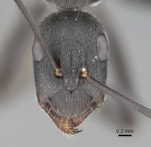 Camponotus cinctellus specimen CASENT0785943 image casent0785943_2
