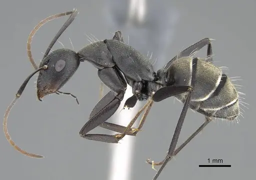 Camponotus cinctellus specimen CASENT0785943 image casent0785943_3