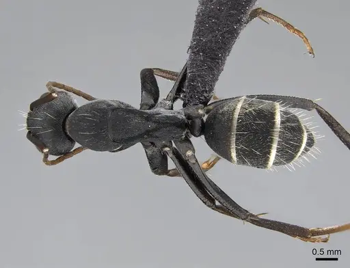 Camponotus cinctellus specimen CASENT0822205 image casent0822205_1
