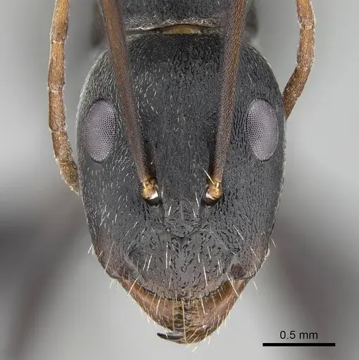 Camponotus cinctellus specimen CASENT0822205 image casent0822205_2