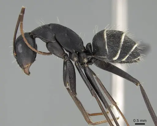 Camponotus cinctellus specimen CASENT0822205 image casent0822205_3