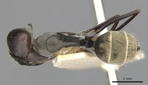 Camponotus cinctellus specimen CASENT0900333 image casent0900333_1
