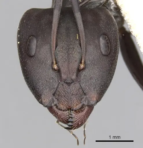 Camponotus cinctellus specimen CASENT0900333 image casent0900333_2