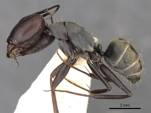 Camponotus cinctellus specimen CASENT0900333 image casent0900333_3