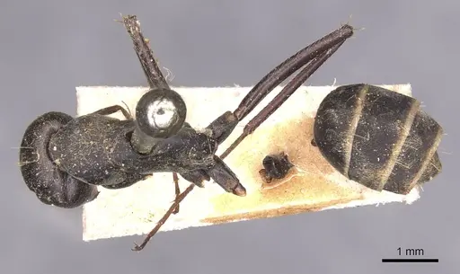 Camponotus cinctellus specimen CASENT0905349 image casent0905349_1