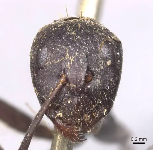 Camponotus cinctellus specimen CASENT0905349 image casent0905349_2