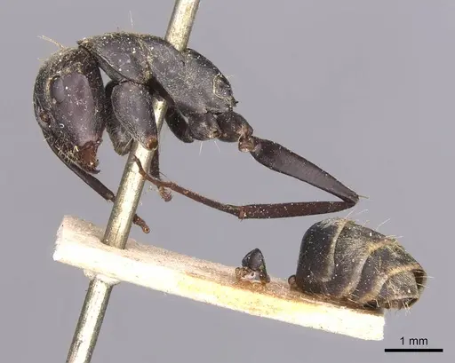 Camponotus cinctellus specimen CASENT0905349 image casent0905349_3