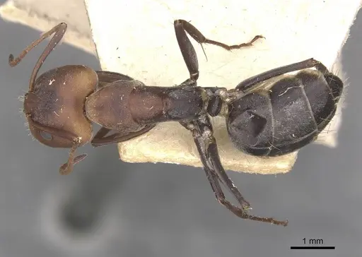 Camponotus cinctellus specimen CASENT0910322 image casent0910322_1