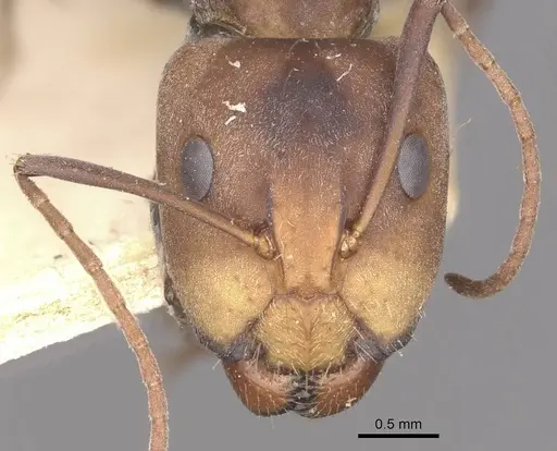 Camponotus cinctellus specimen CASENT0910322 image casent0910322_2