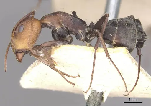 Camponotus cinctellus specimen CASENT0910322 image casent0910322_3