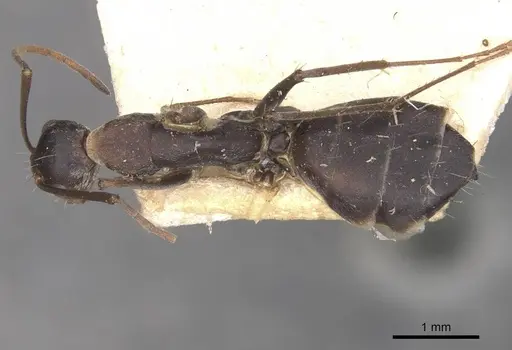 Camponotus cinctellus specimen CASENT0910323 image casent0910323_1