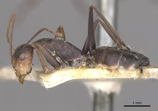 Camponotus cinctellus specimen CASENT0910323 image casent0910323_3