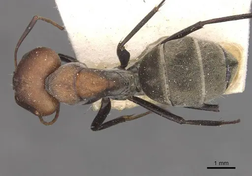 Camponotus cinctellus specimen CASENT0910324 image casent0910324_1