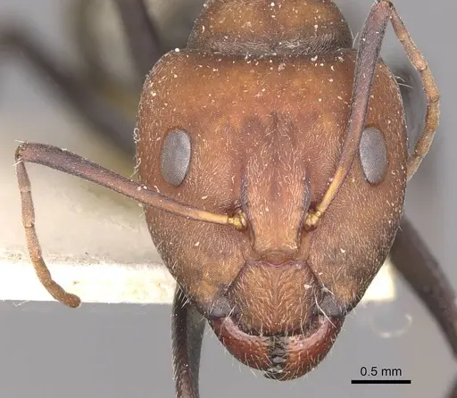 Camponotus cinctellus specimen CASENT0910324 image casent0910324_2
