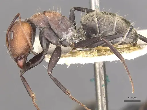 Camponotus cinctellus specimen CASENT0910324 image casent0910324_3