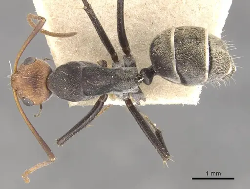 Camponotus cinctellus specimen CASENT0910325 image casent0910325_1