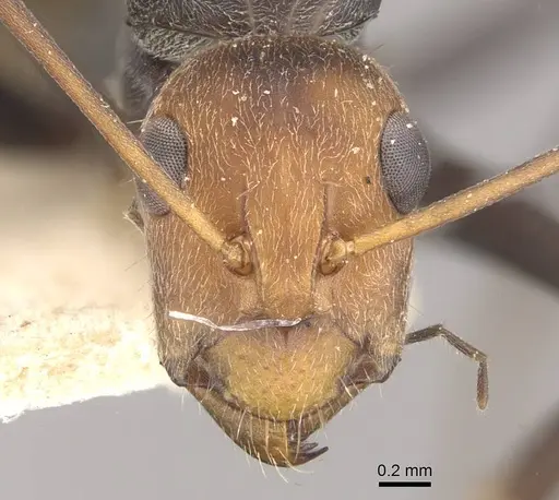 Camponotus cinctellus specimen CASENT0910325 image casent0910325_2