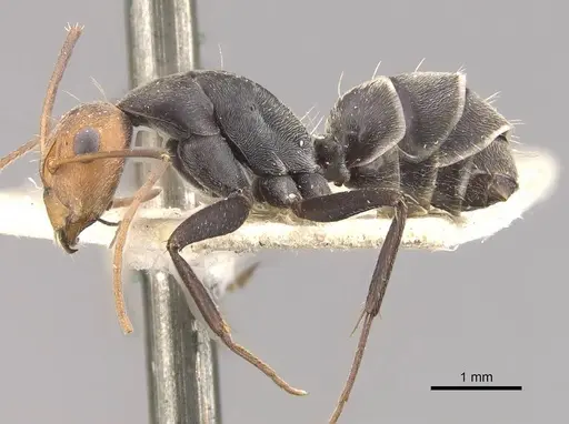 Camponotus cinctellus specimen CASENT0910325 image casent0910325_3