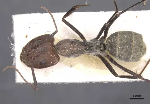 Camponotus cinctellus specimen CASENT0911761 image casent0911761_1