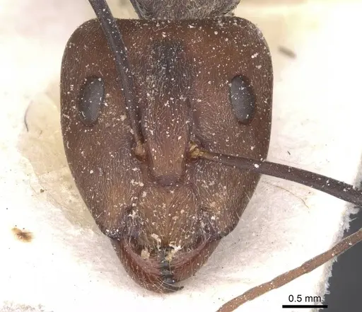 Camponotus cinctellus specimen CASENT0911761 image casent0911761_2