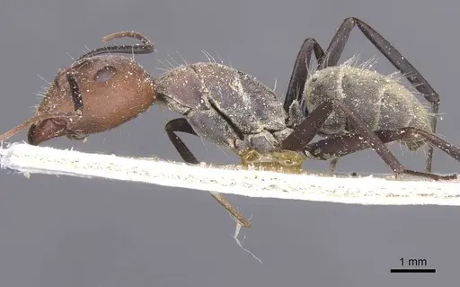 Camponotus cinctellus specimen CASENT0911761 image casent0911761_3