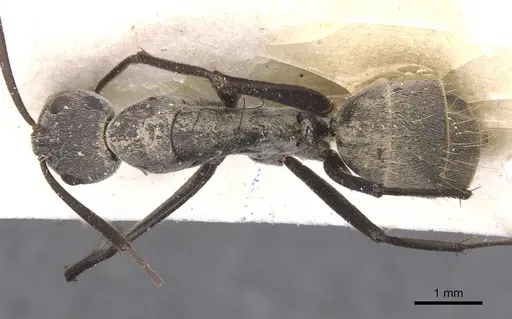 Camponotus cinctellus specimen CASENT0911762 image casent0911762_1