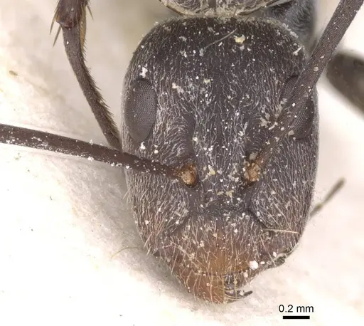 Camponotus cinctellus specimen CASENT0911762 image casent0911762_2
