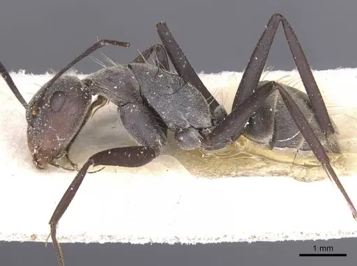 Camponotus cinctellus specimen CASENT0911762 image casent0911762_3