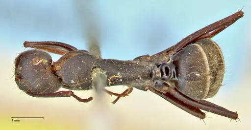 Camponotus cinctellus specimen FOCOL2474 image focol2474_1