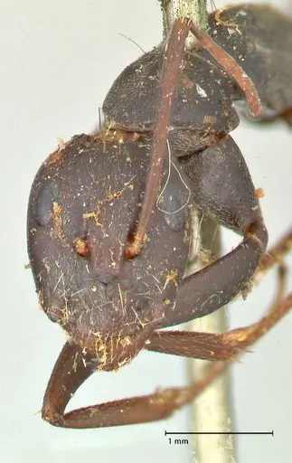 Camponotus cinctellus specimen FOCOL2474 image focol2474_2
