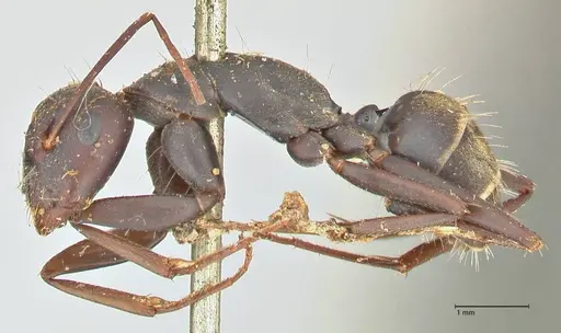 Camponotus cinctellus specimen FOCOL2474 image focol2474_3