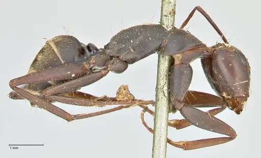 Camponotus cinctellus specimen FOCOL2474 image focol2474_4