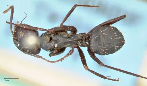 Camponotus cinctellus specimen FOCOL2475 image focol2475_1