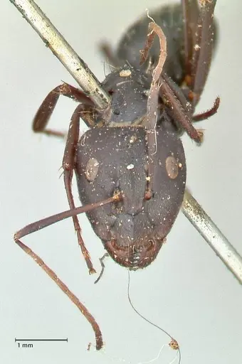 Camponotus cinctellus specimen FOCOL2475 image focol2475_2