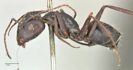 Camponotus cinctellus specimen FOCOL2475 image focol2475_3