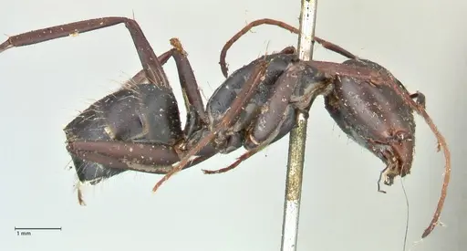 Camponotus cinctellus specimen FOCOL2475 image focol2475_4