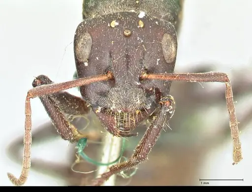 Camponotus cinctellus specimen FOCOL2476 image focol2476_2