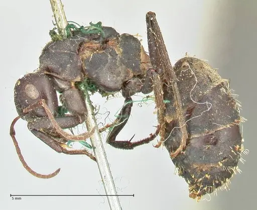 Camponotus cinctellus specimen FOCOL2476 image focol2476_3
