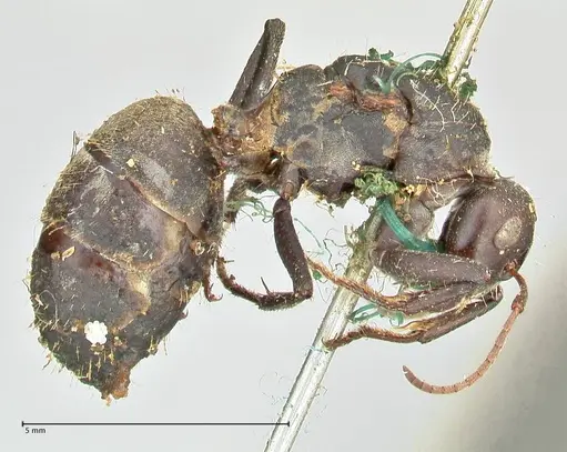 Camponotus cinctellus specimen FOCOL2476 image focol2476_4