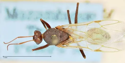 Camponotus cinctellus specimen FOCOL2477 image focol2477_1