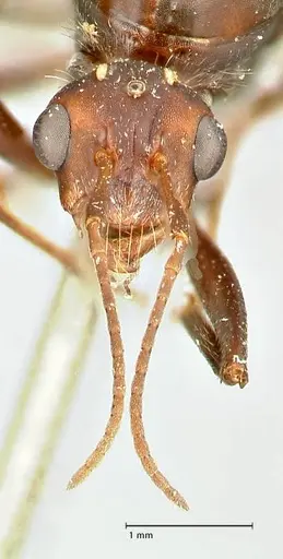 Camponotus cinctellus specimen FOCOL2477 image focol2477_2