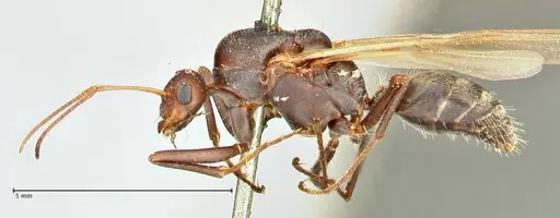 Camponotus cinctellus specimen FOCOL2477 image focol2477_3