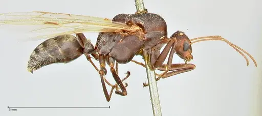 Camponotus cinctellus specimen FOCOL2477 image focol2477_4