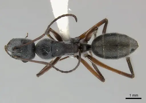 Camponotus cinereus specimen CASENT0217628 image casent0217628_1