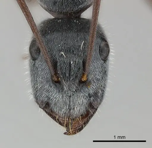 Camponotus cinereus specimen CASENT0217628 image casent0217628_2